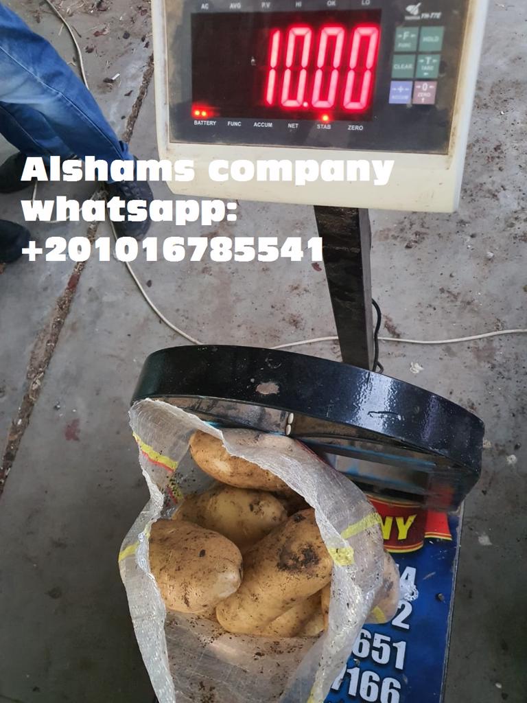 Product image - Alshams company for general import & export
 Ready to export now ✅✅
#Fresh_potatoes  💥
With high quality and best price 💯
 - Packing : 25 kilo per bag 
● we can Delivery your request for any country
● Grade A
● for Orders please send your message  or call Us 00201016785541
Or send Email : alshams.info@yahoo.com
● Sales manager
mrs/ Donia Mostafa
